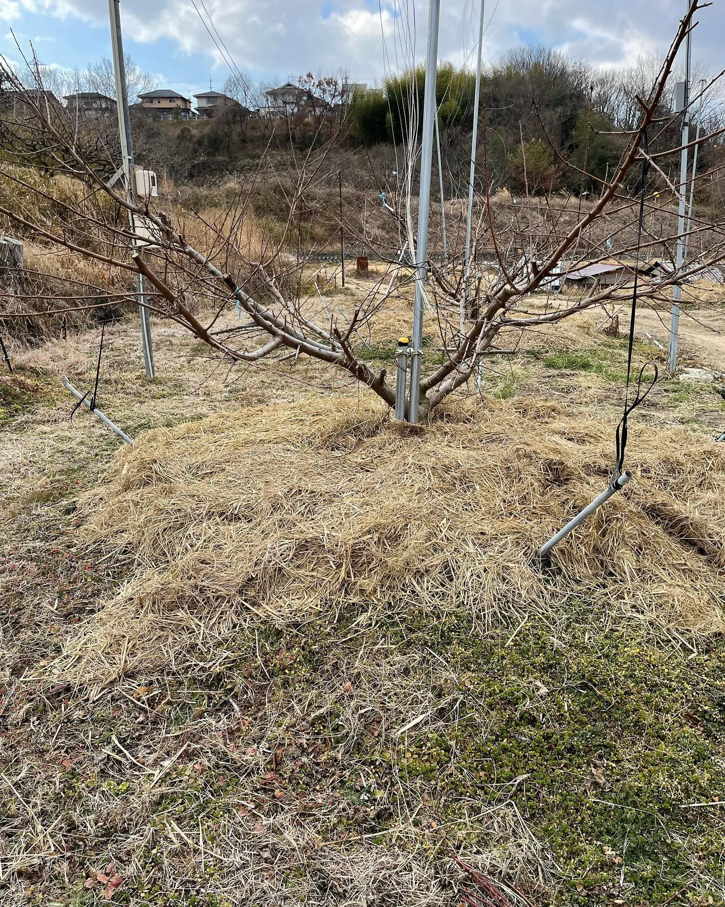桃の木の根元に敷いたわら